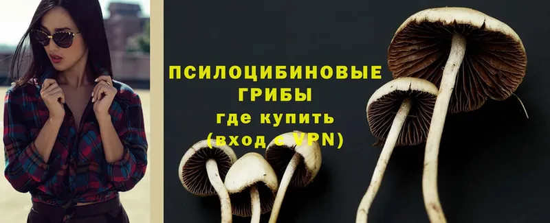 shop формула  Лесозаводск  Псилоцибиновые грибы Cubensis 